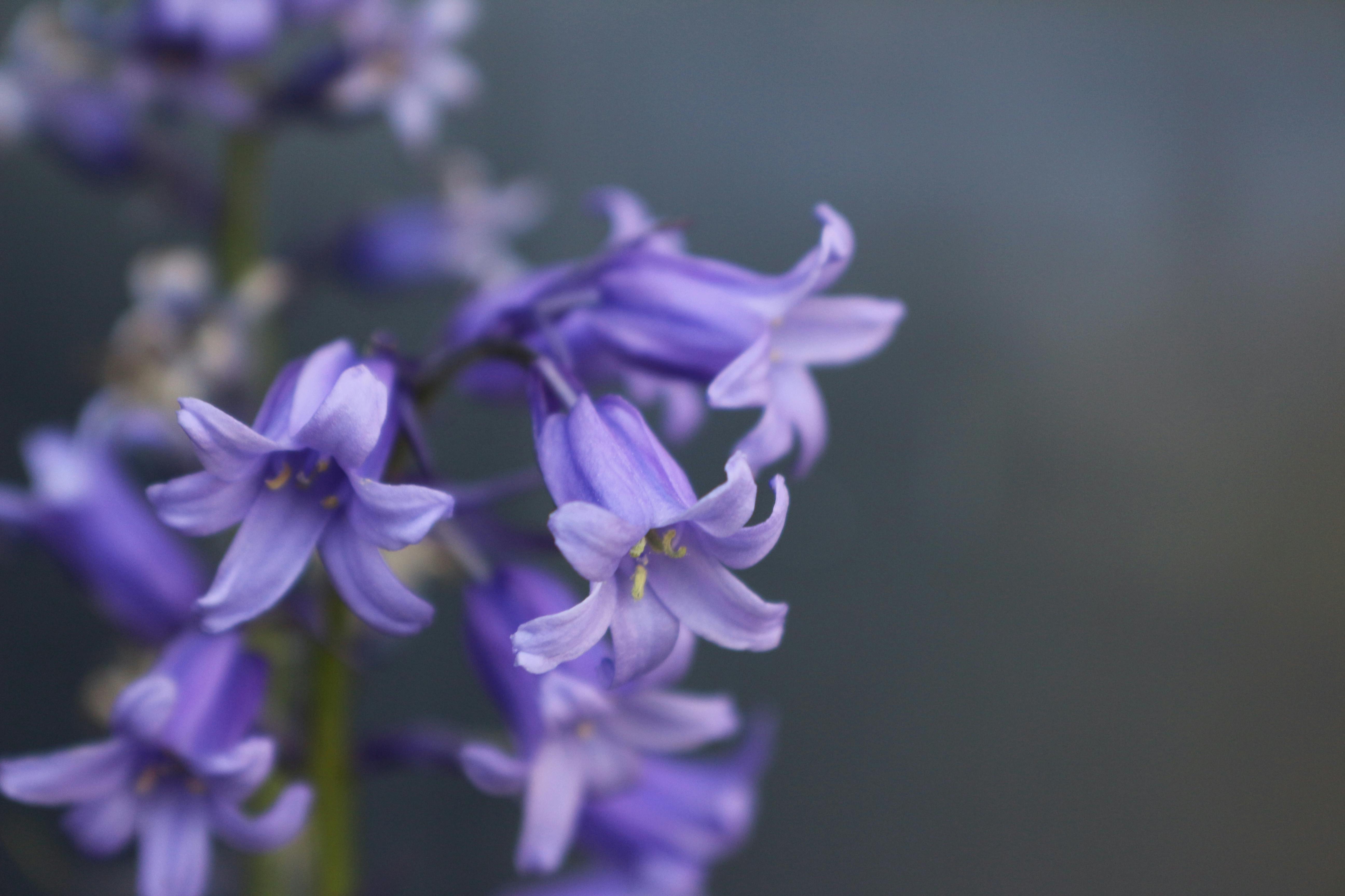 Kostenloses Foto Zum Thema Blume Gartenblume Lila Blume