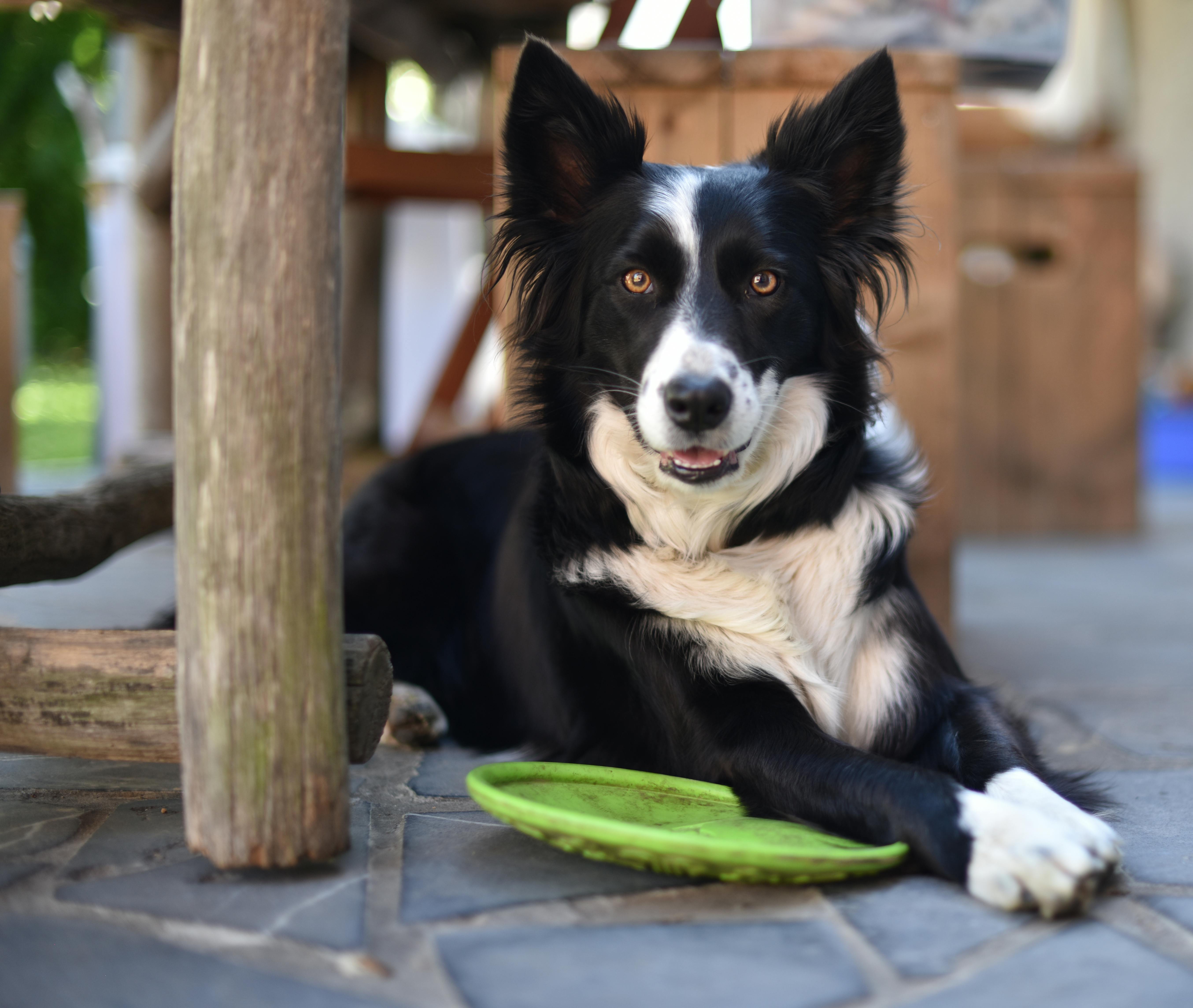 Foto Stok Gratis Tentang Anjing Anjing Lucu Berbatasan