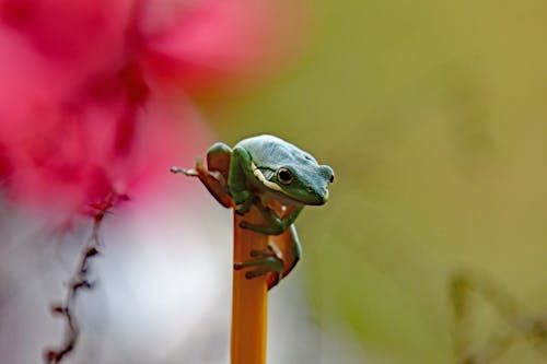 Foto stok gratis amfibi, binatang, katak