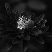 Dark floral macro — photo by Maria Firman on Pexels
