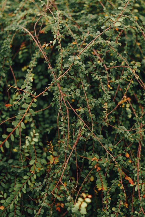 Free Dense Foliage Stock Photo