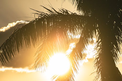 Silhouette of Palm Tree during Sunset