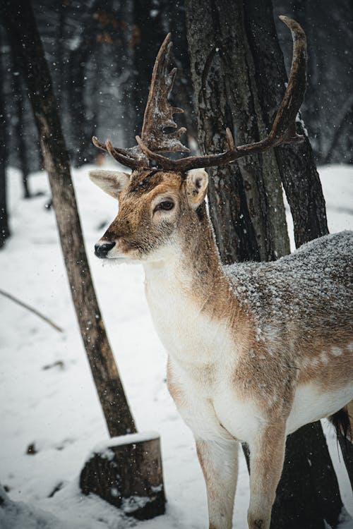 Deer in Winter Forest 