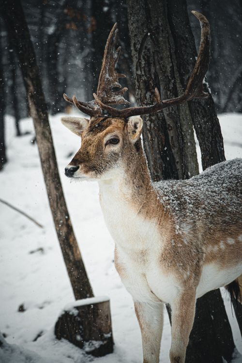 Free Majestic deer in snow-covered forest, showcasing winter's beauty in Montebello, Canada. Stock Photo