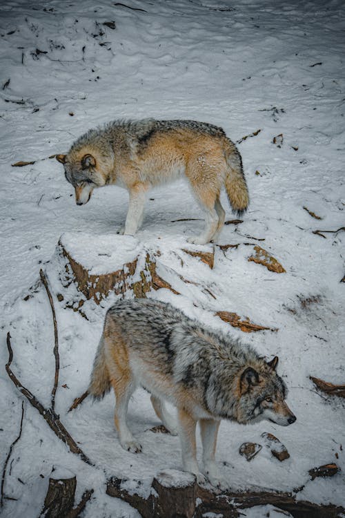 Wolves on Snow 