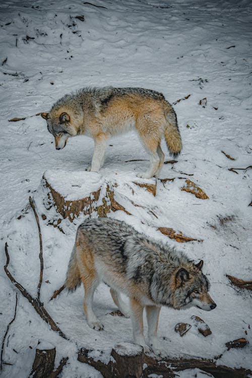 Photos gratuites de animaux, carnivores, faune