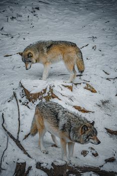 Two wolves roam a snowy landscape in Montebello, capturing the essence of winter wildlife.