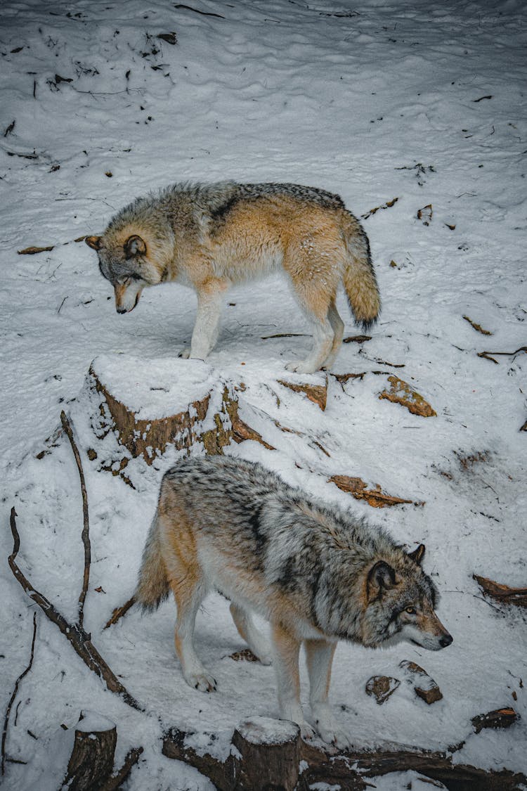 Wolves On Snow 