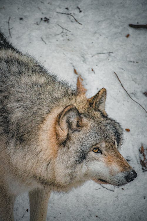 Close-Up Shot of a Wolf 