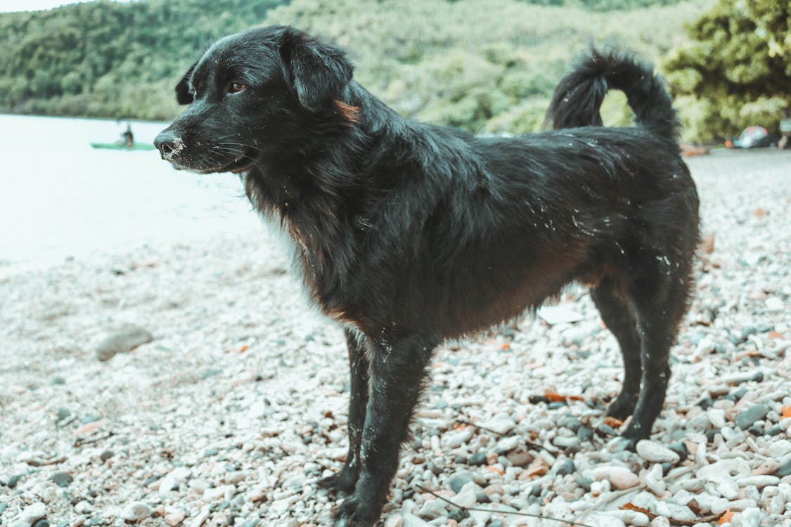 Free Black Dog Standing on a Rocky Ground Stock Photo