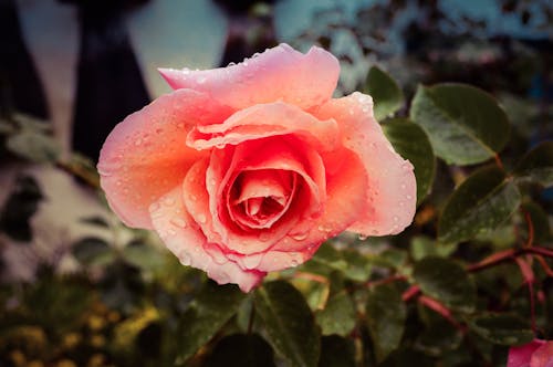 Gratis lagerfoto af blomst, blomster, lyserød blomst