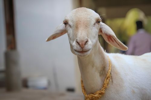 Free Charming close-up of a white goat with a rope collar, captured outdoors. Stock Photo