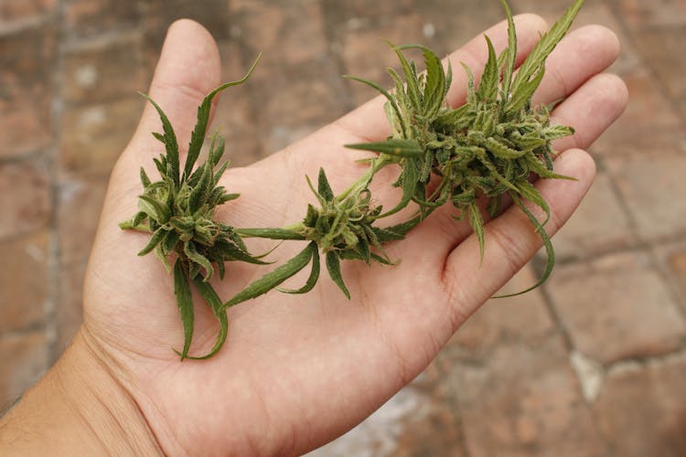 Marijuana Leaves On Man Hand