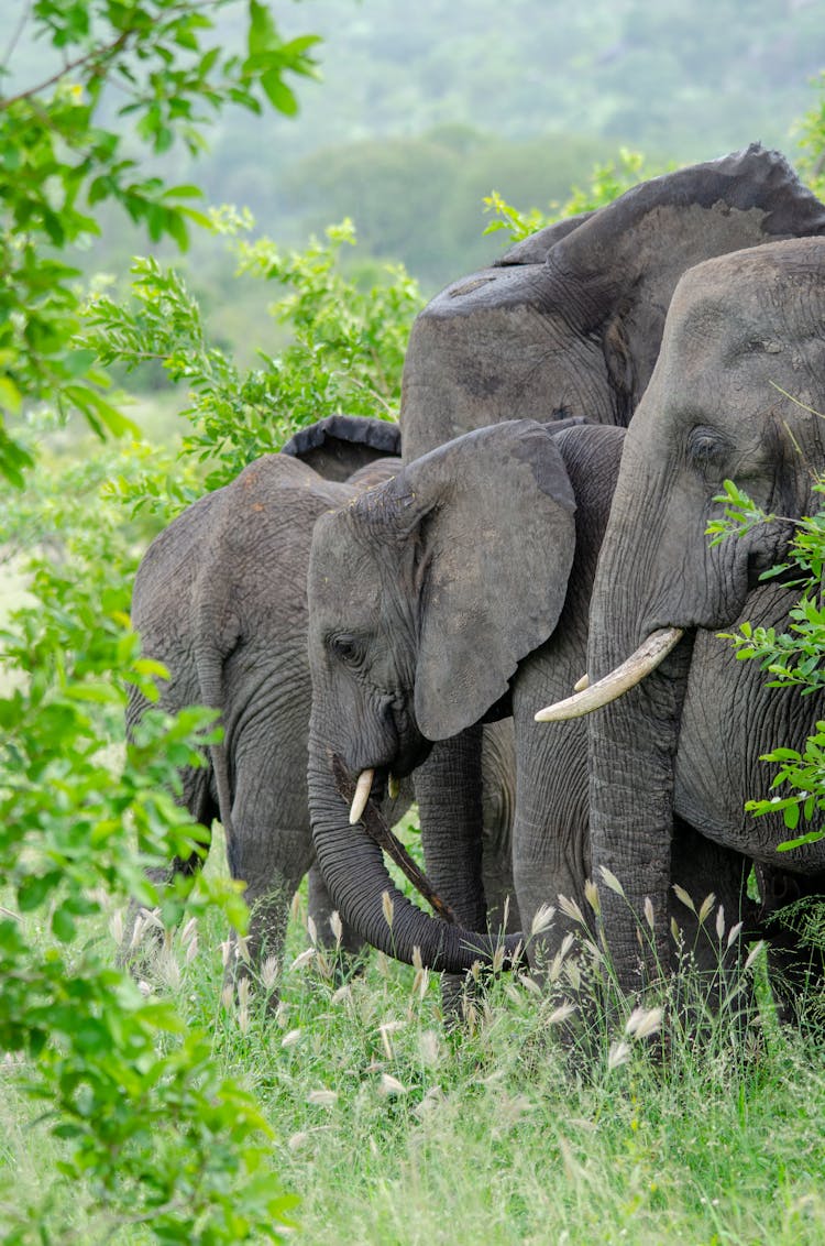 Group Of Elephants