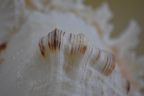 Free stock photo of beautiful, conch, shell Stock Photo