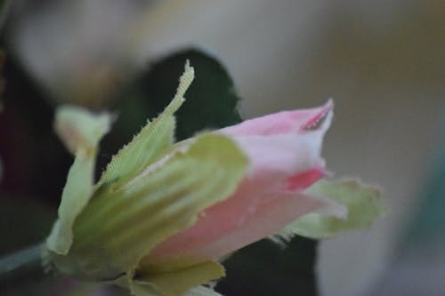 Free stock photo of beautiful, green, plastic flower