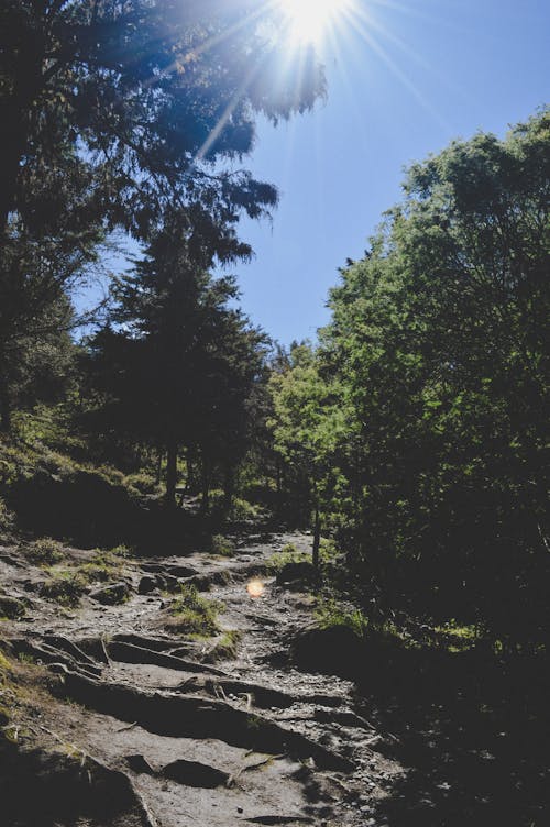 Gratis lagerfoto af blå himmel, fyrretræer, skov