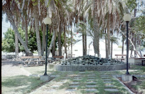 Free Benches Beside Palm Trees on the Park Stock Photo