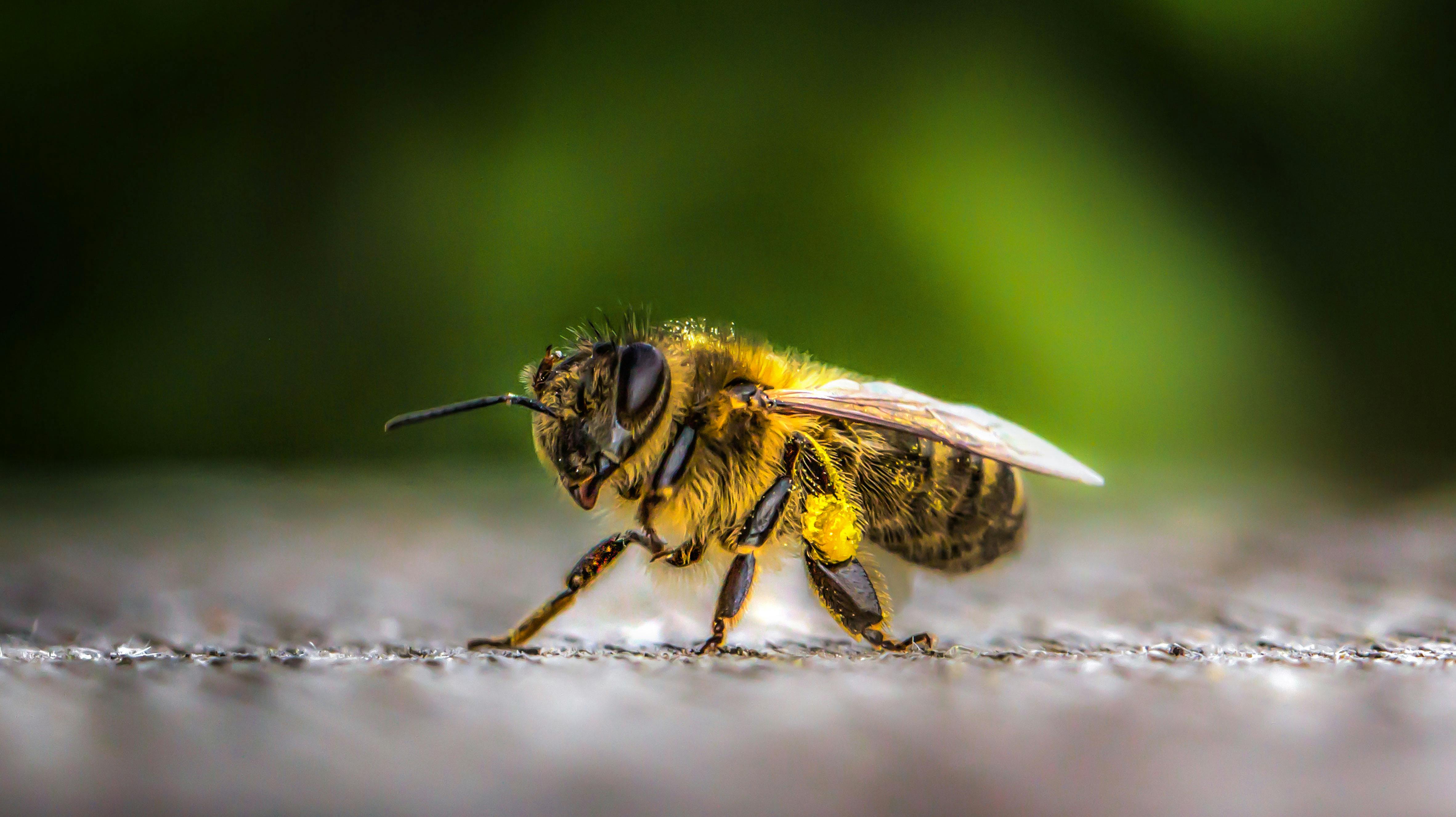 Kostenloses Foto zum Thema: biene, bienen, hon