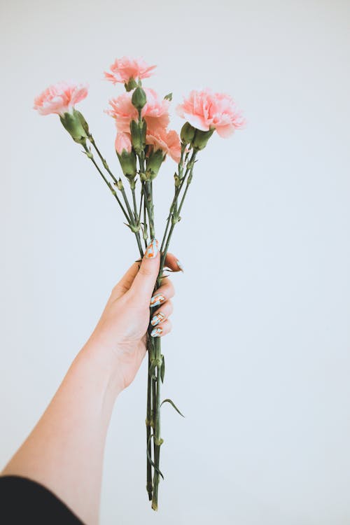 Person Holding Pink Flowers