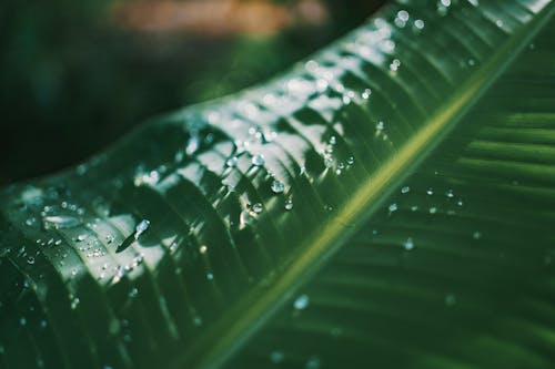 Shallow Focus Photography Of Green Banana Leaf