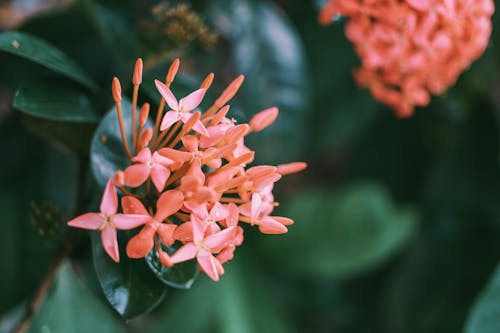 Gratis Fotografi Fokus Dangkal Bunga Santan Foto Stok