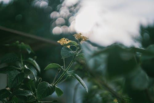 Gele Bloemen