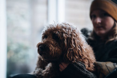 Free Woman Petting a Brown Curly Coated Dog  Stock Photo