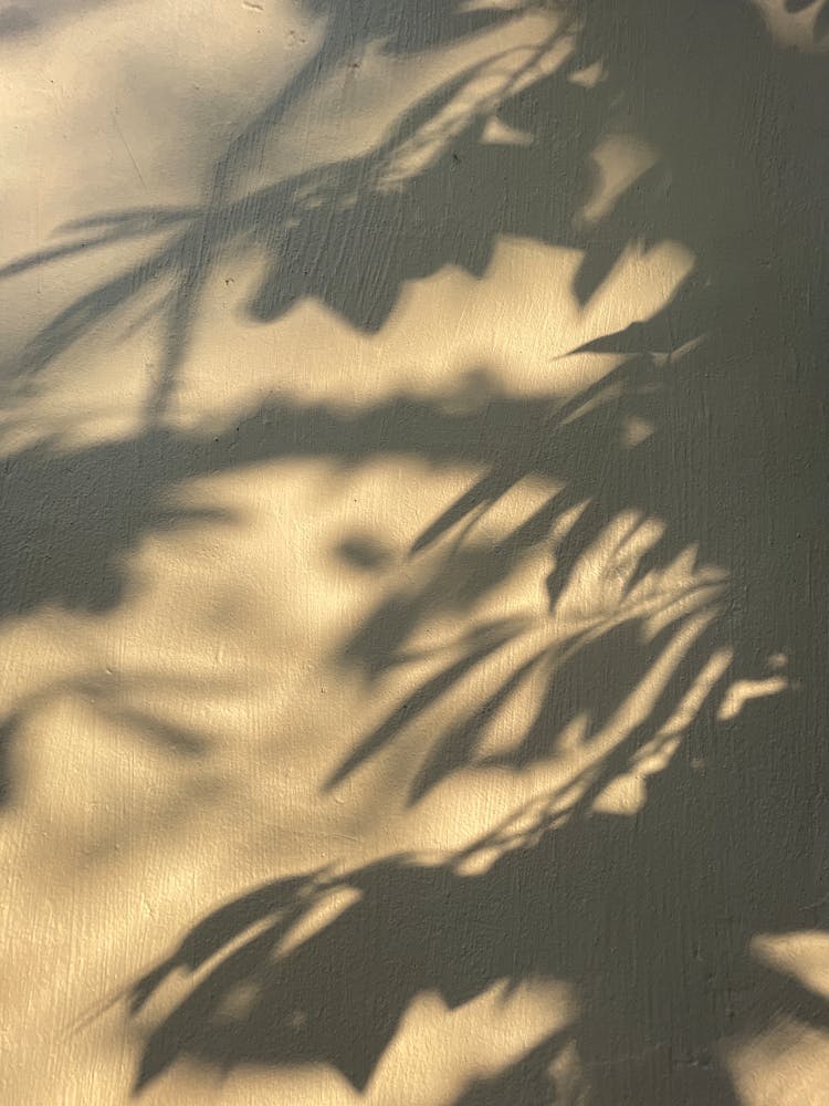 Shadow Of Leaves On Wall