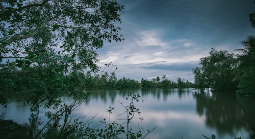 Imagine de stoc gratuită din apă, ape calme, arbori