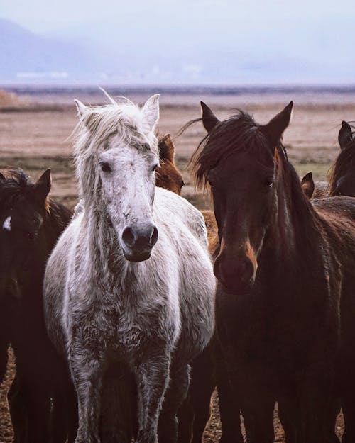 Foto profissional grátis de animais, animais da fazenda, cavalos