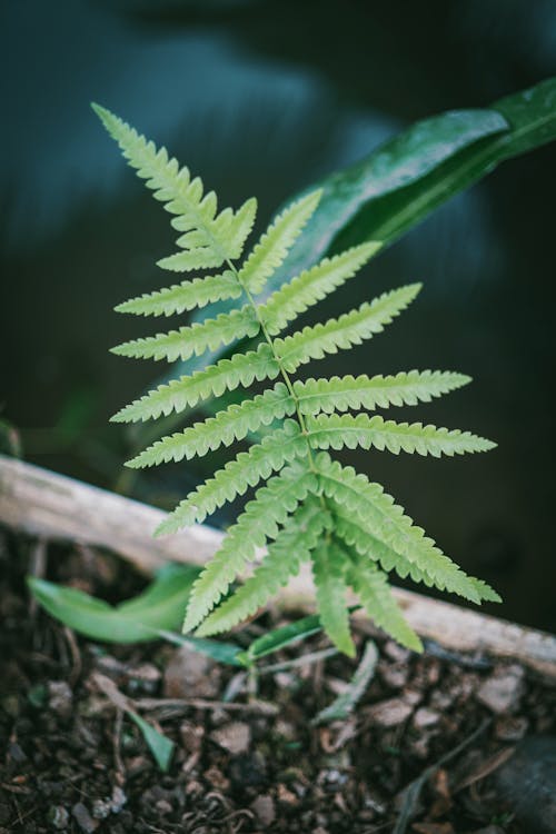 Free Close-Up Photography of Fern Plant Stock Photo