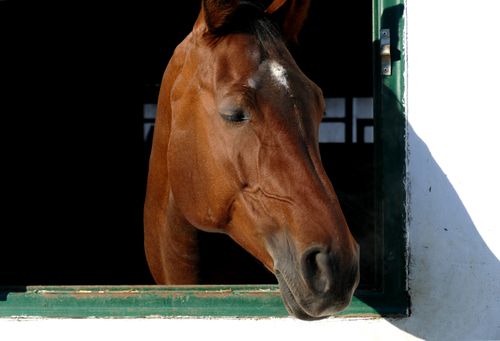 Free A serene brown horse enjoys a sunny day, peeking out from a stable in Zagreb, Croatia. Stock Photo