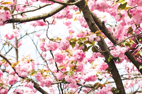 Free Photography of Pink Flowers on Tree Stock Photo