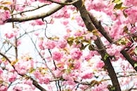 户外盛开的樱花树特写，粉红花朵充满活力