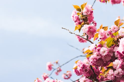 免费 粉红色的花朵的特写摄影 素材图片
