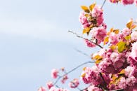 春天，粉红的樱花在蓝天下绽放