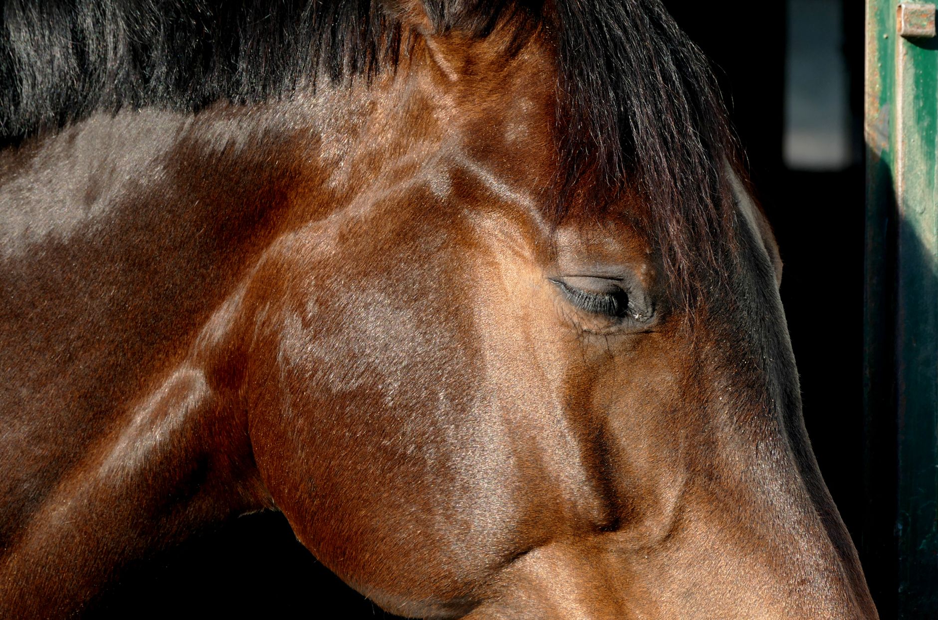 Veterinary care for a horse