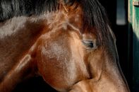 Brown Horse With Black Background