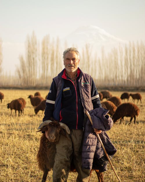 Free A shepherd standing with sheep in a sunlit field in Iğdır, Turkey. Stock Photo