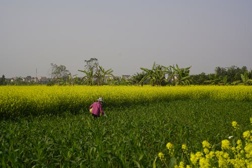Δωρεάν στοκ φωτογραφιών με αγρόκτημα, αγρότης, αγροτικός Φωτογραφία από στοκ φωτογραφιών