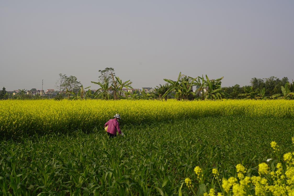 Person in the Middle of a Farmland