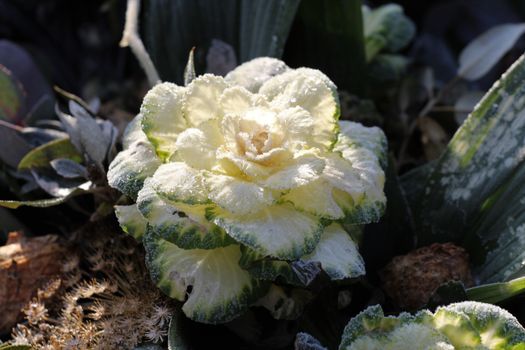 White Cabbage Covered in Frost