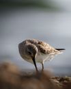 Close Up Photo of a Bird