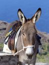 Brown and White Horse on White Sand