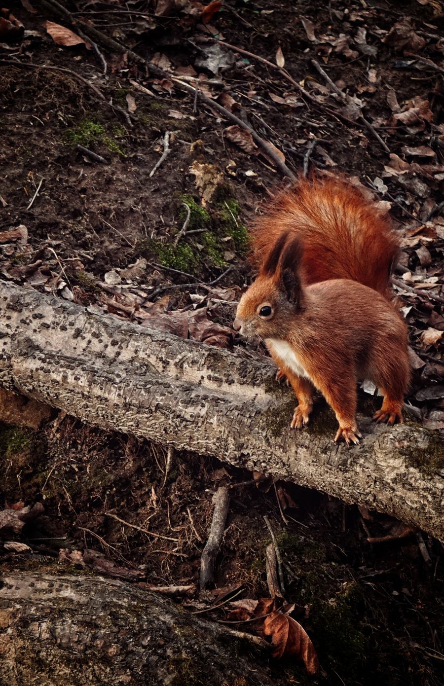 Red squirrel pausing on a fallen birch trunk — photo by Kutlay Uyar on Pexels