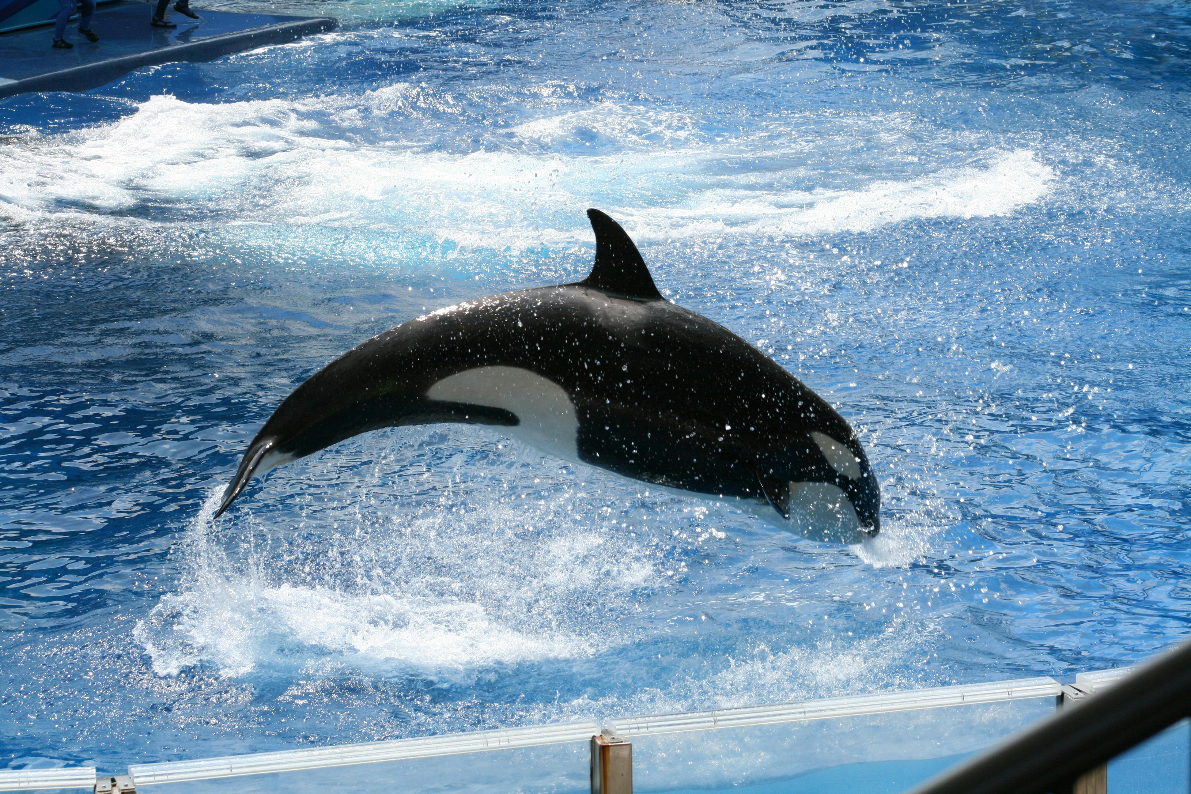 free-stock-photo-of-killer-whale