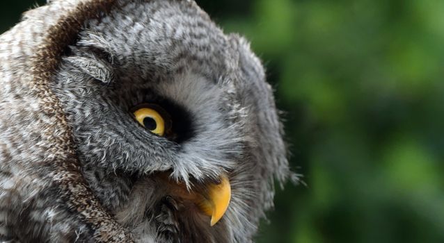 Close-Up Shot of a Screech Owl