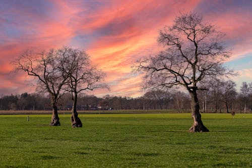 Leafless Trees on a Grassy Field during Sunset
