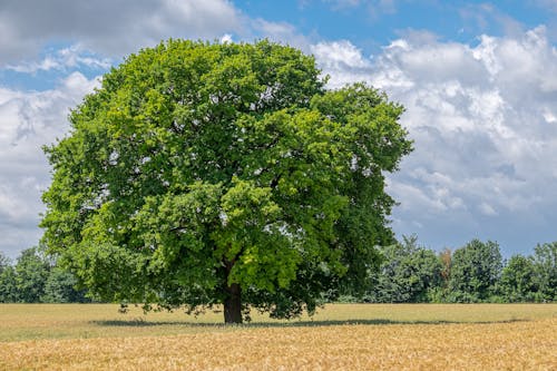 Fotos de stock gratuitas de árbol, campo, césped